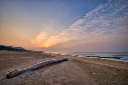 砂浜と流木